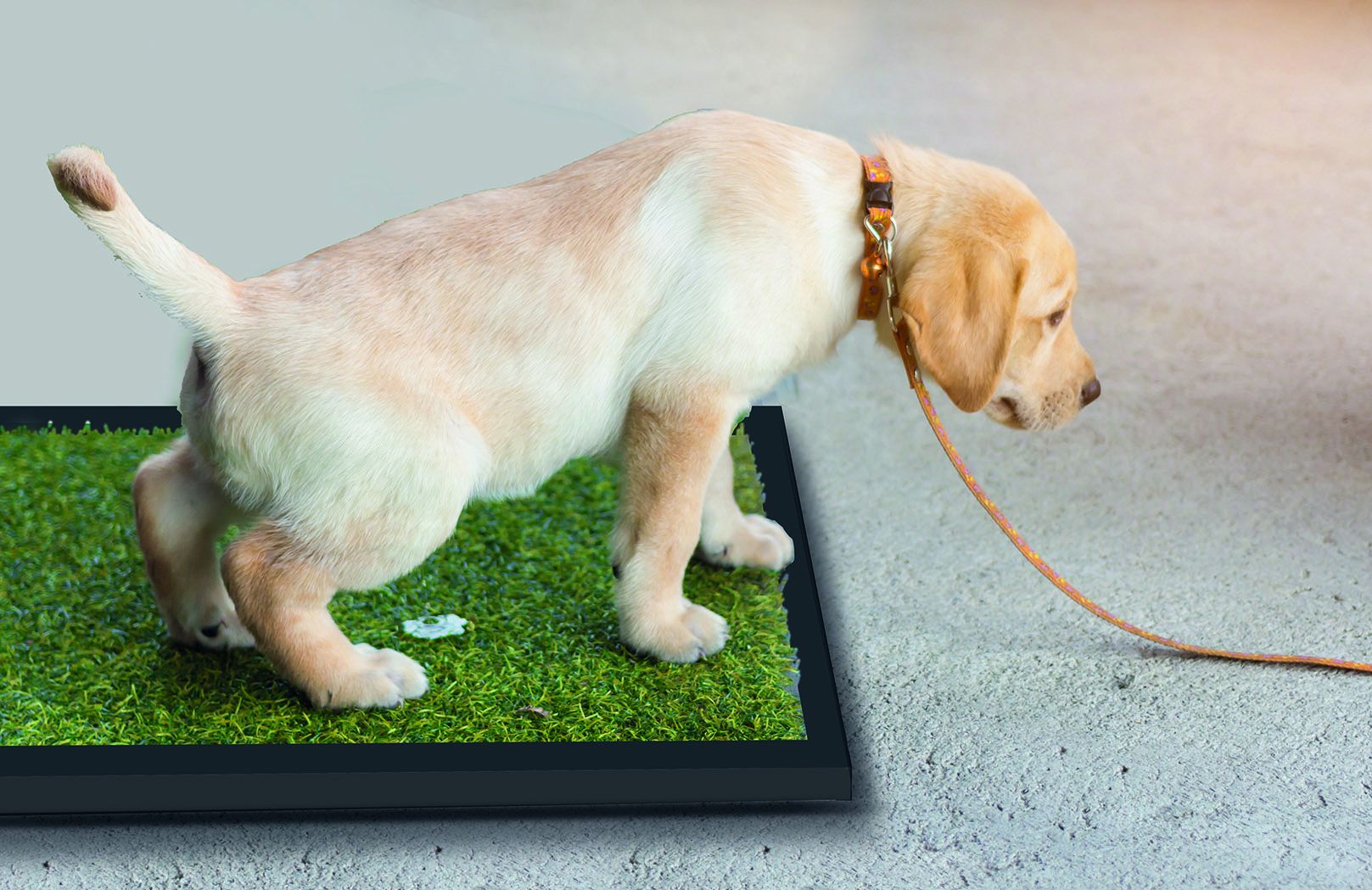 GARDENS TS-1P Tapete entrenador para perro (50 x 42 cms) - Imagen 2